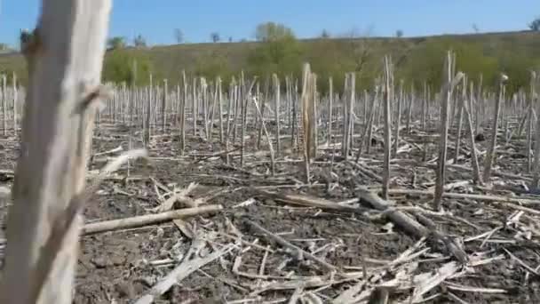 Ökologie. Ungepflügtes Feld mit trockenen Stängeln nach der Sonnenblumenernte im letzten Jahr. — Stockvideo