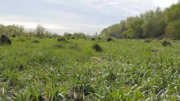 Ekologi. På fältet en massa ant kullar under våren. — Stockvideo