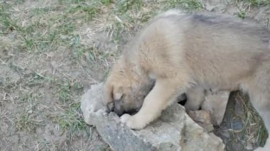 Köpek sahibi beklentisiyle bahar