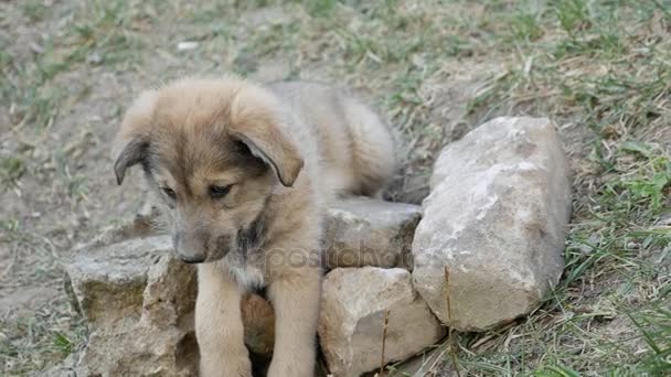 Filhote de cachorro na primavera em antecipação do proprietário — Vídeo de Stock