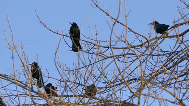 Rook, ένα κοπάδι από μαύρο μεταναστευτικά πουλιά για φώλιασμα. Live ήχο — Αρχείο Βίντεο