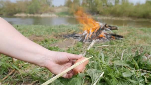 Zavěšování klobásy na čerstvé větve na pozadí táborového ohně v přírodě — Stock video