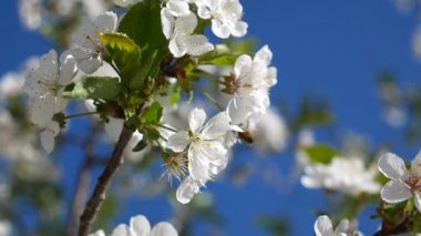 Arı, arı. Kiraz çiçekleri baharda çiçek açmış. Yakın çekim hareket.