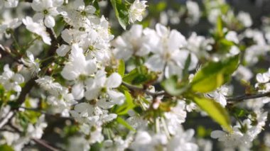 Kiraz çiçekleri baharda çiçek açmış. Yakın çekim hareket.
