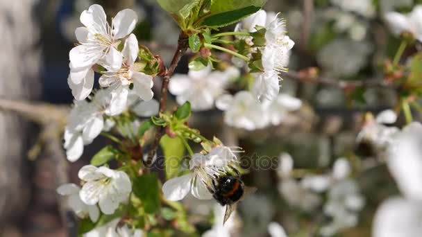 Hummel. blühende Kirschblüten im Frühling. Nahaufnahme in Bewegung. — Stockvideo