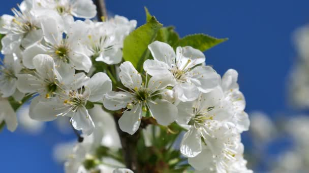 Blooming cherry blossoms in spring. Close-up in motion. — Stock Video