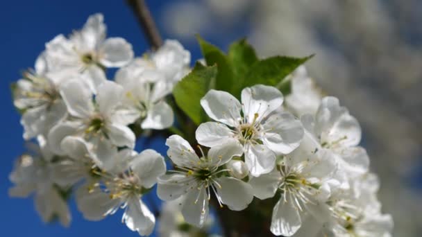 Floresce cereja florescente na primavera. Close-up em movimento . — Vídeo de Stock