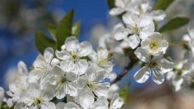 Kiraz çiçekleri baharda çiçek açmış. Yakın çekim hareket.