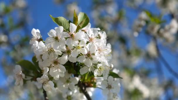 春に桜の花が咲いてください。動きのクローズ アップ. — ストック動画