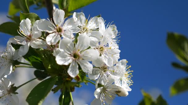 Virágzás cseresznye virágok tavasszal. Közeli kép: a mozgás. — Stock videók