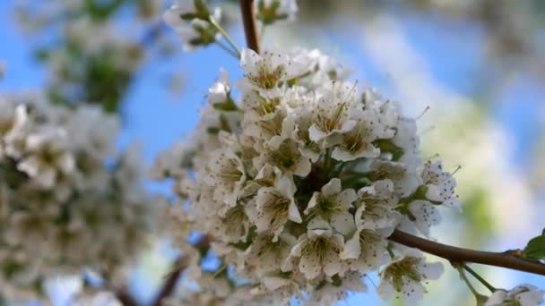 La floraison des cerisiers fleurit au printemps. Gros plan en mouvement . — Video