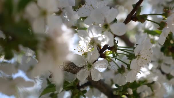 春に桜の花が咲いてください。動きのクローズ アップ. — ストック動画
