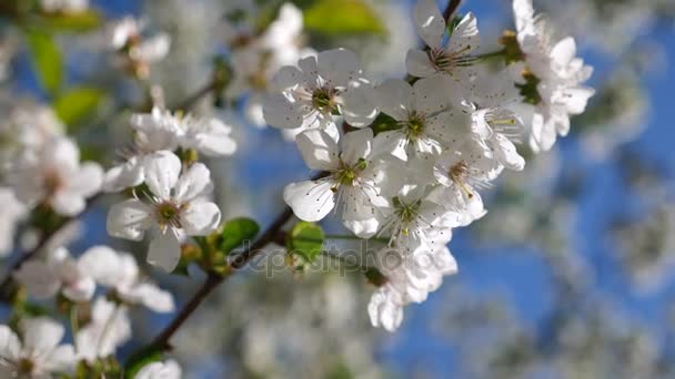 Florecen flores de cerezo en primavera. Primer plano en movimiento . — Vídeos de Stock