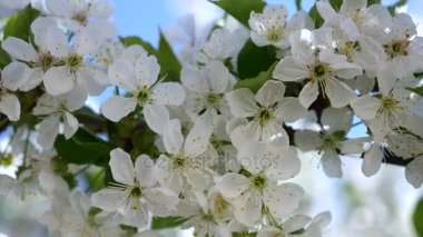 Kiraz çiçekleri baharda çiçek açmış. Yakın çekim hareket.