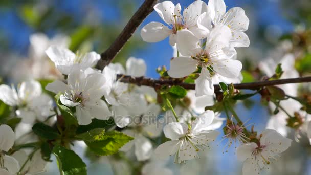 Florecen flores de cerezo en primavera. Primer plano en movimiento . — Vídeo de stock
