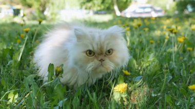Farsça kedi. Yeşil çim sarı karahindiba çiçek bahar.