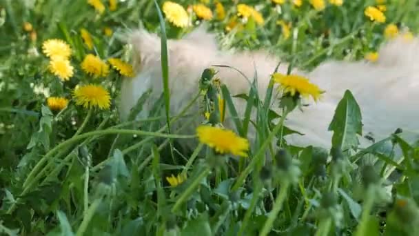 Perzische kat. Lente in een groen gazon in gele bloemen van de paardebloem. — Stockvideo