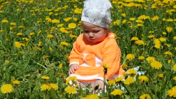 Niño feliz en un claro de primavera en dientes de león con su familia . — Vídeos de Stock