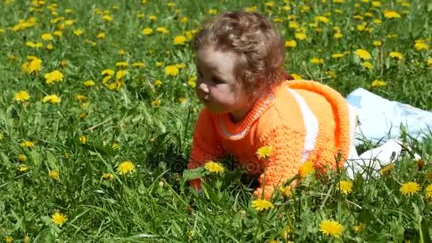 Niño feliz en un claro de primavera en dientes de león con su familia . — Vídeo de stock