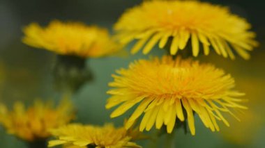 Rüzgarın Dmuchawce swish sarı çiçek.