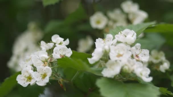 Witte bloemen van hawthorn zwaaien in de wind. — Stockvideo