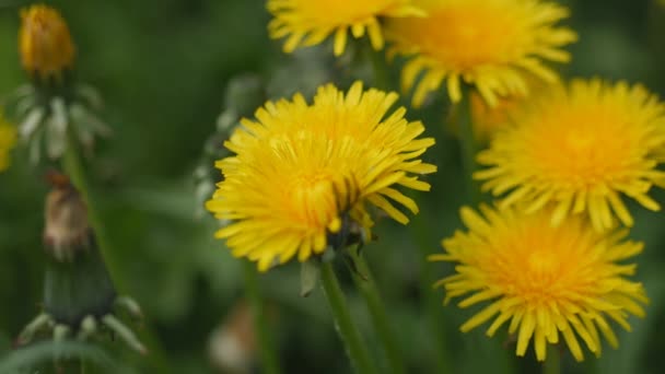 Las flores amarillas del diente de león se mueven en el viento . — Vídeos de Stock