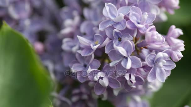 Fragrant bunches of purple lilac swaying in the wind. — Stock Video