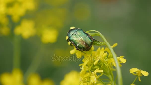 Beetle Golden brantovka på utökade blomma. — Stockvideo