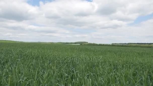 Campo de brotos verdes de pão tomado com a câmera em movimento. O voo da câmera acima da grama verde . — Vídeo de Stock