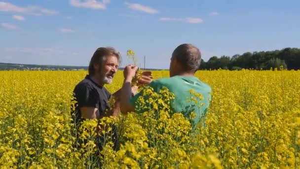 Pronino、オルロフ スキー州、ロシア 2017 年 7 月 1 日。社説 - 菜種フィールドの農学者。菜種フィールドで二人. — ストック動画