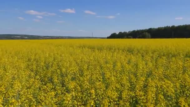 Verkrachting tegen de blauwe hemel. — Stockvideo