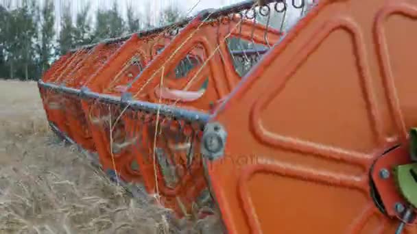 Orlovo Gnezdo, Orlovskaya oblast, Oroszország, 05.08.2017, szerkesztői: gabona betakarítása. Kombájn "claas lexion" — Stock videók