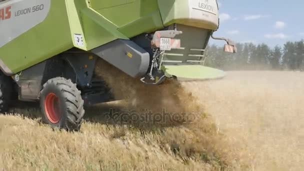 Orlovo Gnezdo, Orlovskaya oblast, Rusko, 05.08.2017, Editorial: sklizeň obilí. Kombajn "claas lexion" — Stock video