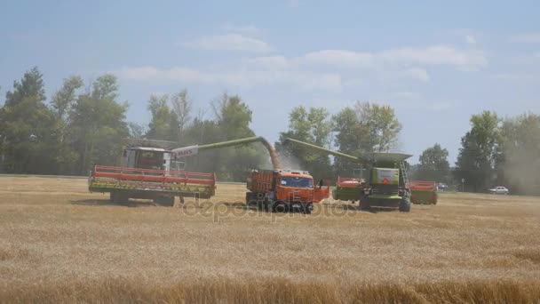 Orlovo Gnezdo, Orlovskaja oblast, Rusland, 05.08.2017, Editorial: oogsten van graan. Harvester "claas lexion" — Stockvideo
