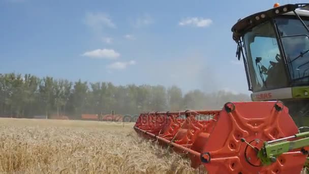 Orlovo Gnezdo, Orlovskaya oblast, Oroszország, 05.08.2017, szerkesztői: gabona betakarítása. Kombájn "claas lexion" — Stock videók