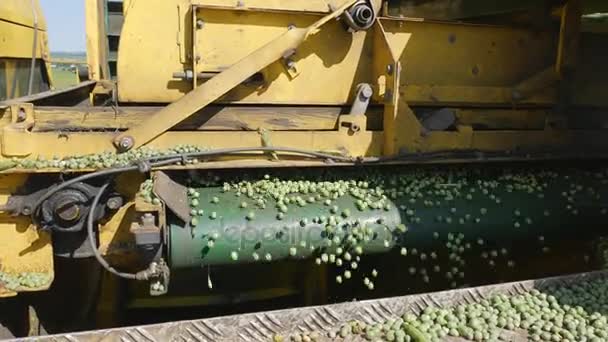 Limpieza de guisantes, combinar la cosecha de guisantes — Vídeo de stock