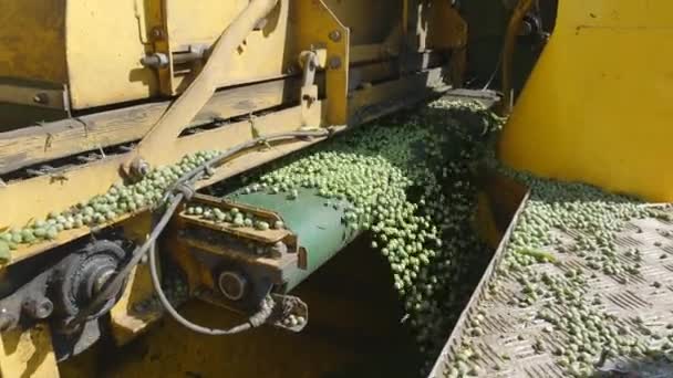 エンドウ豆の収穫を組み合わせるエンドウ豆の洗浄、 — ストック動画