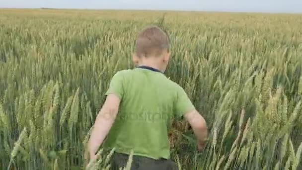 Buğday alan kulaklar — Stok video