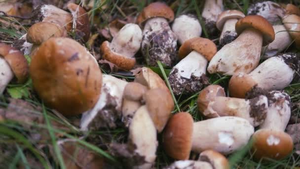 The gifts of autumn. Boletus edulis — Stock Video