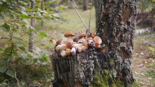 Die Geschenke des Herbstes. Steinpilze — Stockvideo