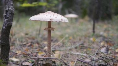 Soluk mantarı - sinek agaric. Amanita phalloides.