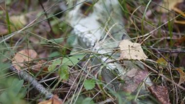 Vahşi kafatası boynuzlu hayvan