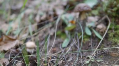 Leccinum sonbahar ormanda