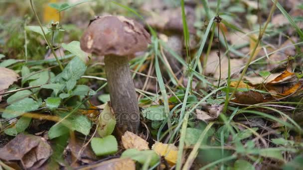 Leccinum in the autumn forest — Stock Video