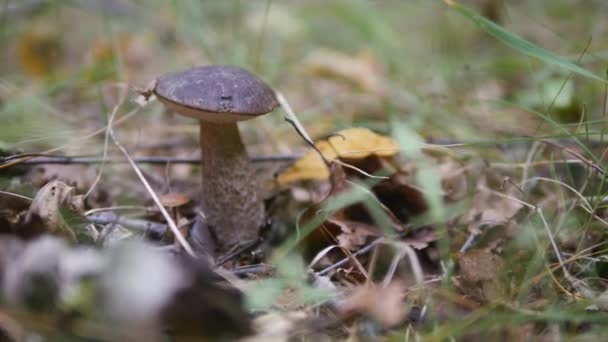 Leccinum en el bosque de otoño — Vídeos de Stock