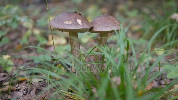 Leccinum in the autumn forest — Stock Video