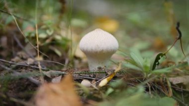 Kurtmantarı mantar sonbahar ormanda