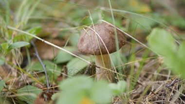 Leccinum sonbahar ormanda