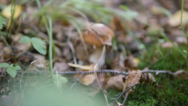 Gåvor av hösten. Boletus edulis — Stockvideo