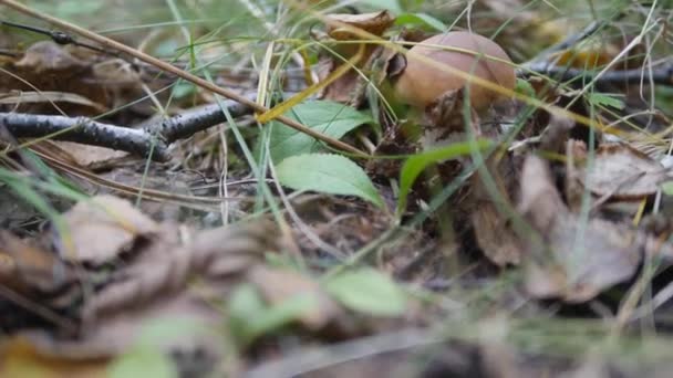 Os presentes do Outono. Boletus edulis — Vídeo de Stock